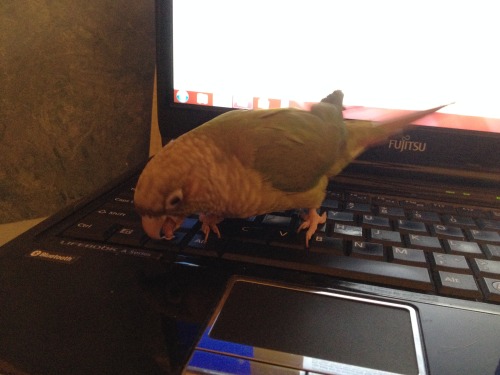 Yoshi licking things part 4: the laptop keyboard