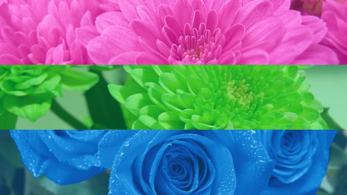 eat-sleep-and-race:I made some flags out of flowers after a friend showed me a really great Asexual flag in the same style. so this is my image set. Enjoy and feel free to use them as your wallpaper if you like but if you want to use them elsewhere please