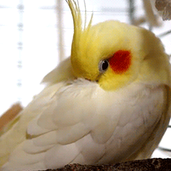 fat-birds:tootricky:fluffy cockatiel (source)nOPE