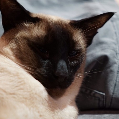 Alright I might have posted too many photos from #ozcomiccon on Instagram. Here’s a photo of my Siamese looking grumpy. #backtonormal #sorryforflooding #hadtoshare