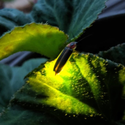 First lightning bug of the year. #lightningbug #fireflyhttps://www.instagram.com/p/ByjM0uWg7-k/?ig