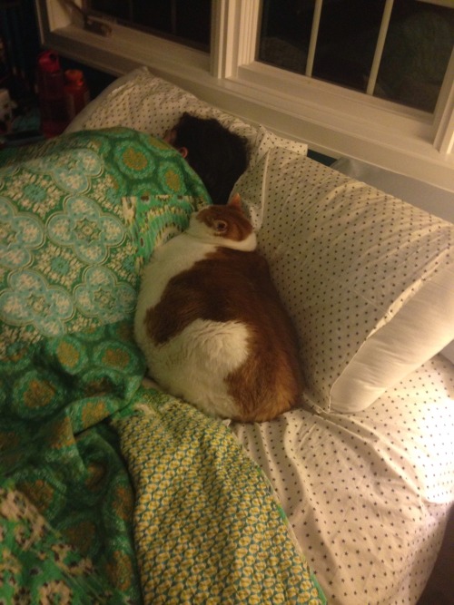feedmerightmeow: I walk into the bedroom and I see Kattie being the little spoon. There is no room f