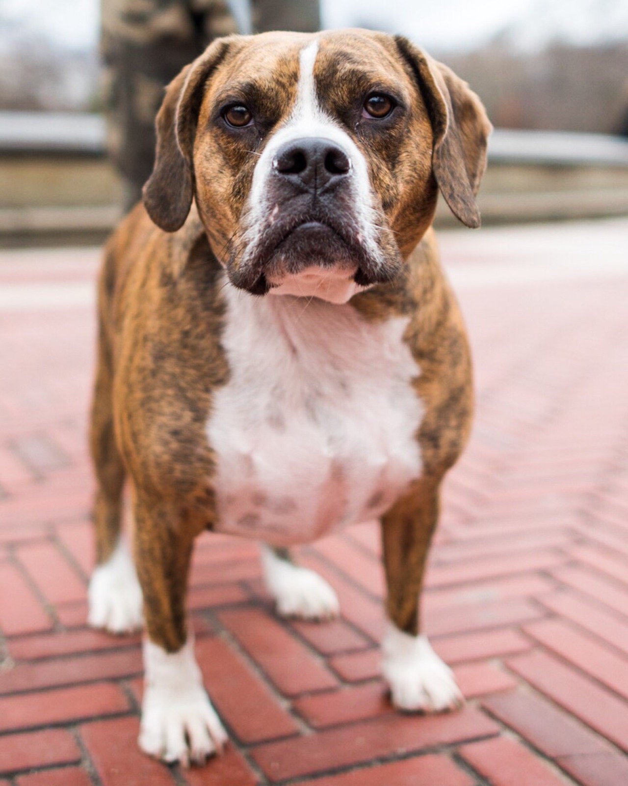 snatch Es tofu The Dogist — Bacon, Beagle/Boxer/Bulldog mix (3 y/o), Central...