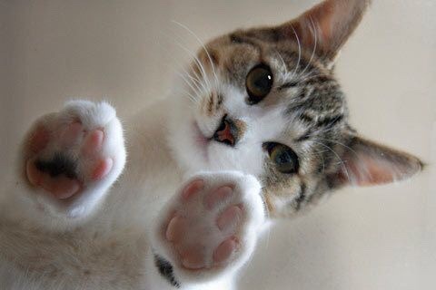 fluffytherapy:  Kitty paw appreciation post.  FURRY FRIDAY