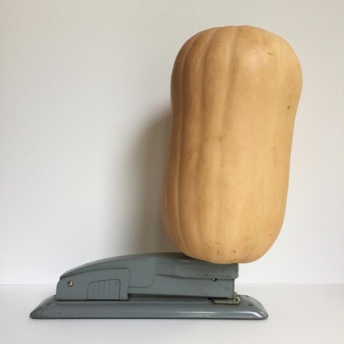 268 / 365 . stapler, butternut squash . 25september2017 #sculpture #foundobjects #balance #prop #sta