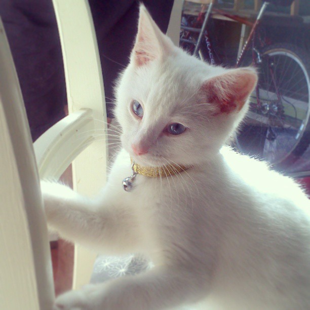 #meko and his smart new collar :&lsquo;3 #gold #cute #kitten