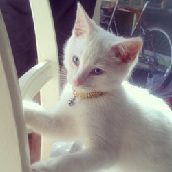 #meko and his smart new collar :‘3