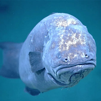 Cusk Eel (SOURCE)