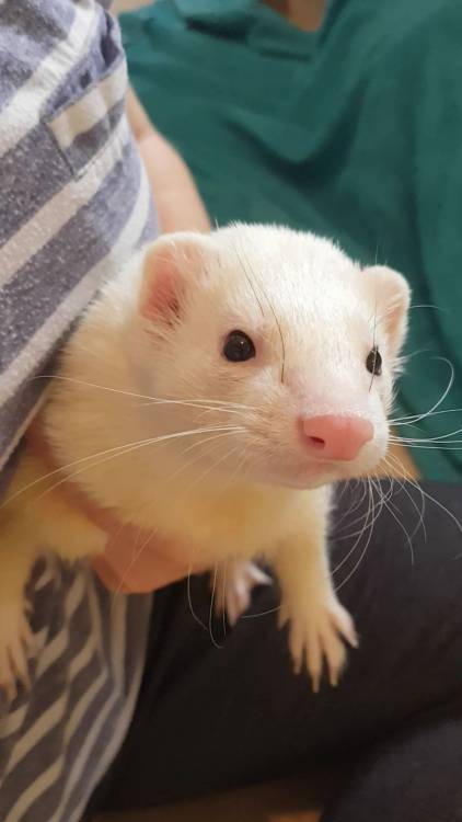 Beautiful curiosity : ferrets