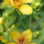 littlelilyflower