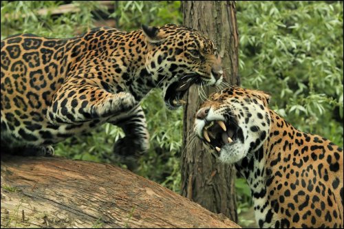 cant-draw-without-refs:  Cat fight  Photos by svenimal