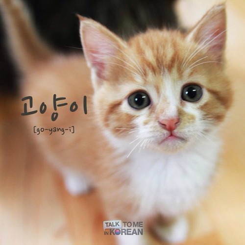 Are you a dog person or a cat person? Or do you like neither? 고양이와 강아지, 둘 중 뭘 더 좋아하세요? If you don&am