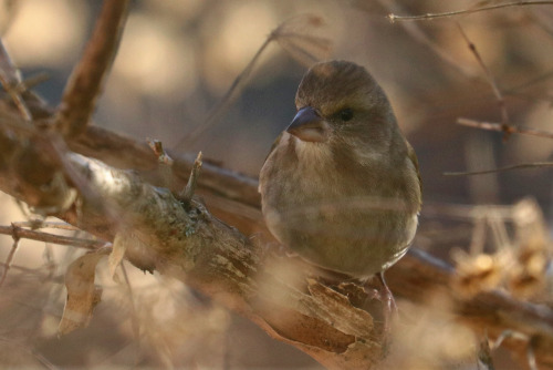 Greenfinch/grönfink.