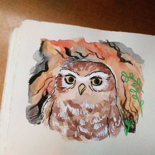 roxannebee:Chevêche d’Athéna / Little owl (Athene noctua)