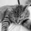 dreamingthrulifee