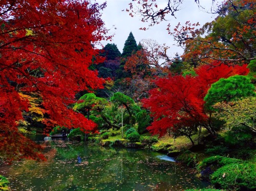 travelingcolors: Colors of Autumn in Japan (by flight-attendant-blog.tumblr.com/)