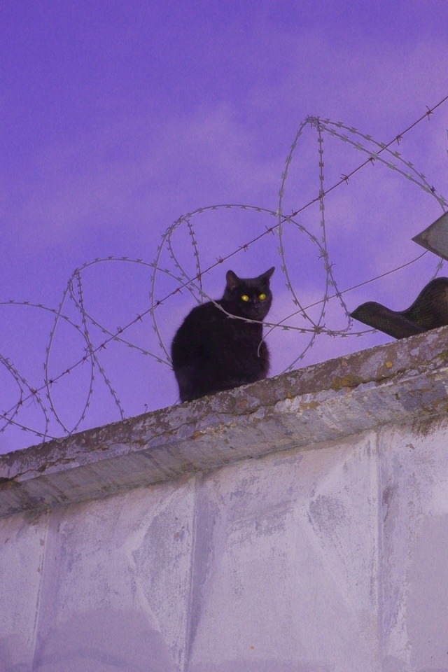 photo Purple Cat Aesthetic tumblr