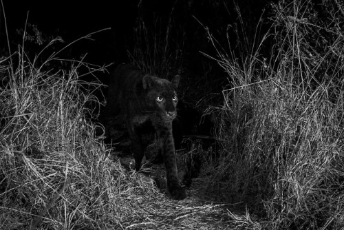 Our researchers spotted rare black leopards–sometimes called black panthers–in Laikipia 