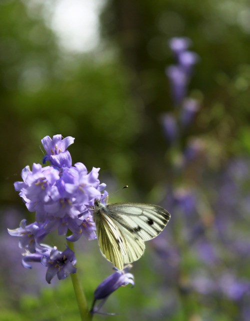 Nature walk in Northchapel West Sussex UK