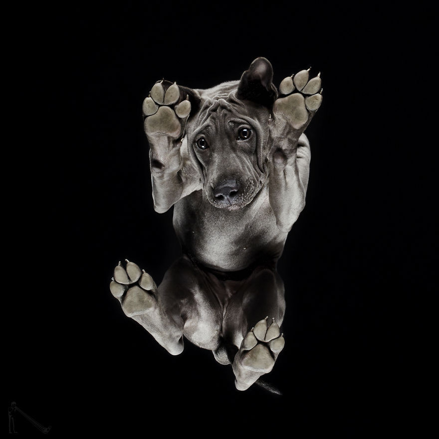 transvegetarian:  culturenlifestyle: Photographer Captures the Underbelly of Dogs