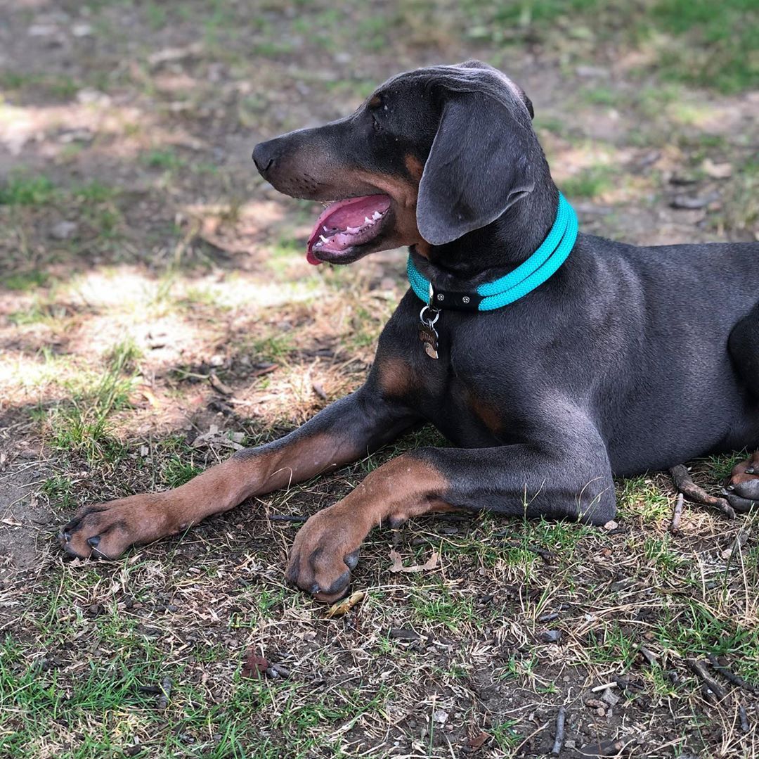 So excited to meet and play with @titan0406 on the Charles #bluedoberman (at Beacon Hill, Boston)
https://www.instagram.com/p/B0be6uyhLQ1/?igshid=q4k1ez6yewxj