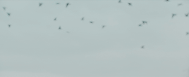 bangtanpeach:  Forever we are youngUnder the flower petals raining downI run, so