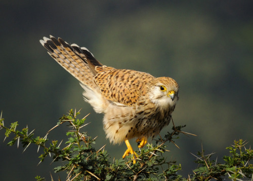 Common Kestrel (Falco tinnunculus) >>by Madhav jois