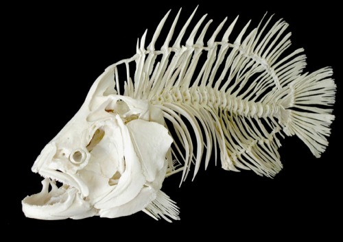 homoskeletal:  Fish skeletons