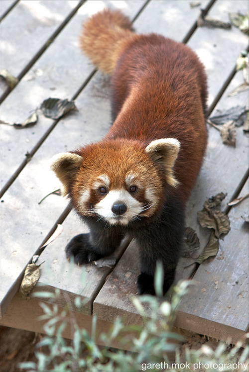 errantlight:Red Panda by gareth.mok on Flickr.