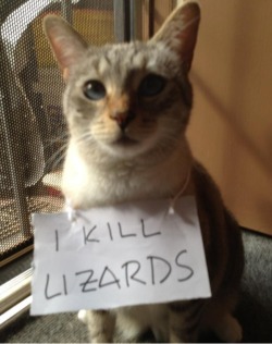 arianechapp:The Best Of Pet Shaming# 3 “My Name’s Tom, And I Kill Lizards”In the history of pet shaming, there may not be a more straightforward note than this one. At least we’re able to get some closure after spending weeks upon weeks wondering