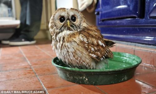 catsbeaversandducks:  Meet Bertie, the owl who is afraid of going outside… and he loves nothing more than helping his owner make a cup of tea! Bertie, the three-year-old tawny owl that is agoraphobic. He shares a farmhouse with his owner Peter Middleton,