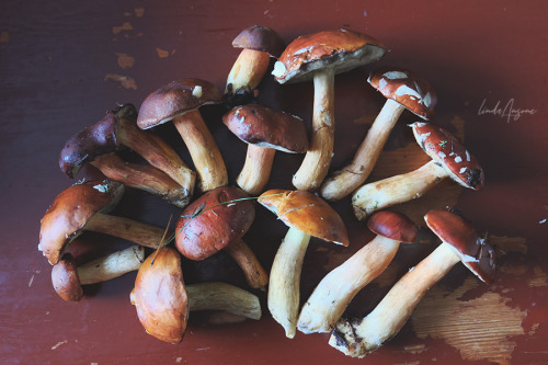 lindagoesmushrooming:Bay Boletes (Imleria badia)