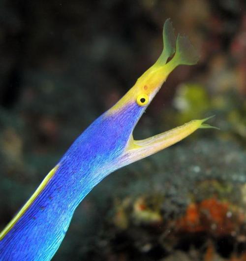 rhamphotheca:  Looking forward to being a female someday. The ribbon eel, Rhinomuraena quaesita, is a protandrous hermaphrodite. This means that females are derived from males that have changed sex. Yes, they all start off life as males… and turn female.