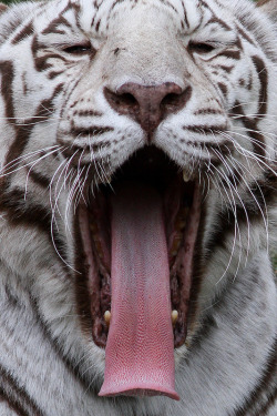 earthlynation:  White Tiger Yawns by Mark