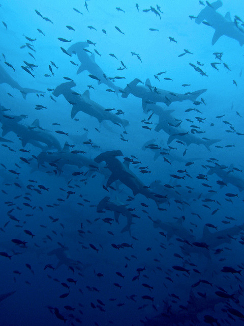 Scalloped Hammerheads by T2inSF on Flickr. Love this photo of  Sphyrna lewini