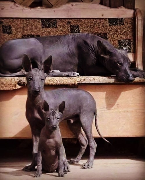 A family of Xolos, one of the most ancient dog breeds in the world, originally from what is now Mexico. For Native Americans, they were guardians of the night and the underworld, protectors against evil spirits, companions of wizards and witches, and