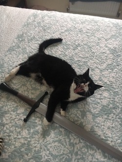 unflatteringcatselfies:She attac