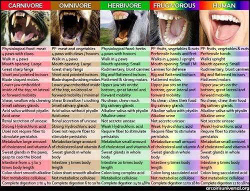 frugivore