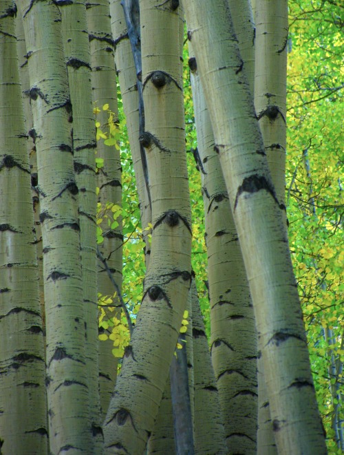 justemoinue2:Aspen Grove, near Telluride, Colorado