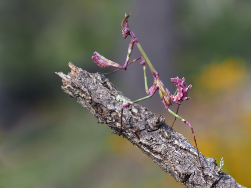 talonabraxas: Conehead Mantis (Empusa pennata) Frank Vassen 