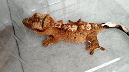 brindle morph