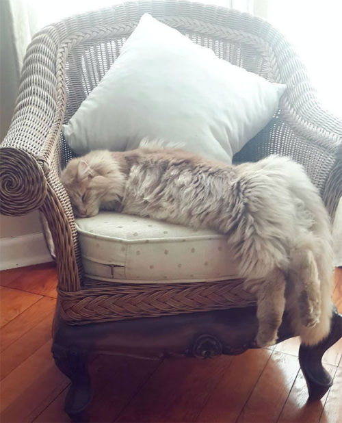 kittehkats:Image Credit: finn_mainecoon