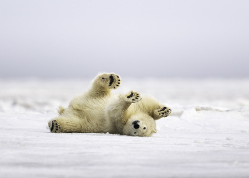 Submit to our 16th annual photo contest, open now!Deadline: November 30 Photo of the Day: Polar Bear