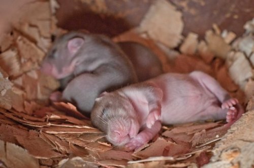 Meaningwhile in Cambodia, these adorable rats pups are growing to be heroes and clean hundred of miles as possible to be free of landmines!
Can you help them walk a hundred blogs in the mean time?
Feel like a hero? Help them cover webland by...