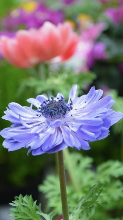Blue anemone, meadow, flower, 720x1280 wallpaper @wallpapersmug : ift.tt/2FI4itB - i