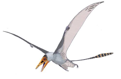 Sordes pilosus, pterossauro do período jurássico.Sordes pilosus, pterosaur from the ju