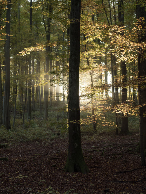 florianpainke:blinded by the light“Mama always told me not to look into the eye’s of the