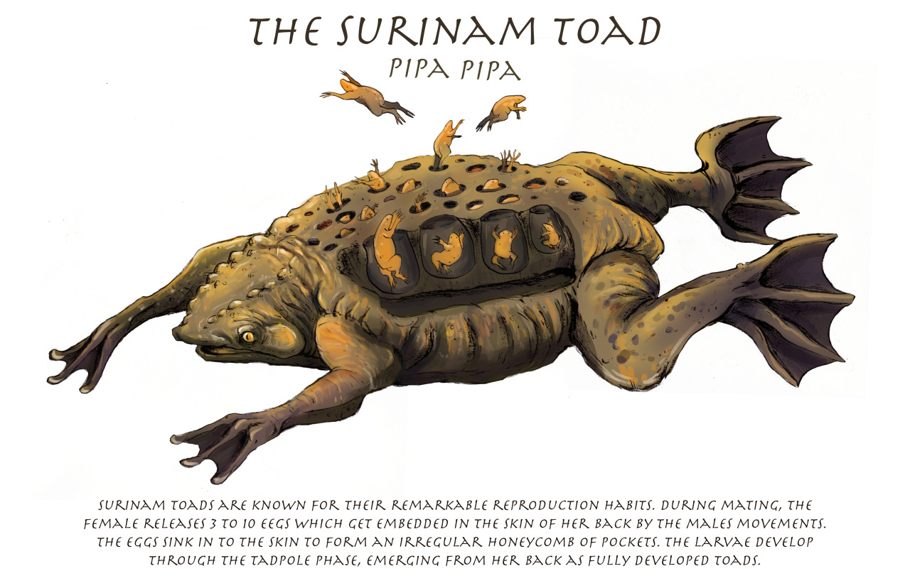 I know people think Surinam Toads are kinda gross but I think they’re really cool!!