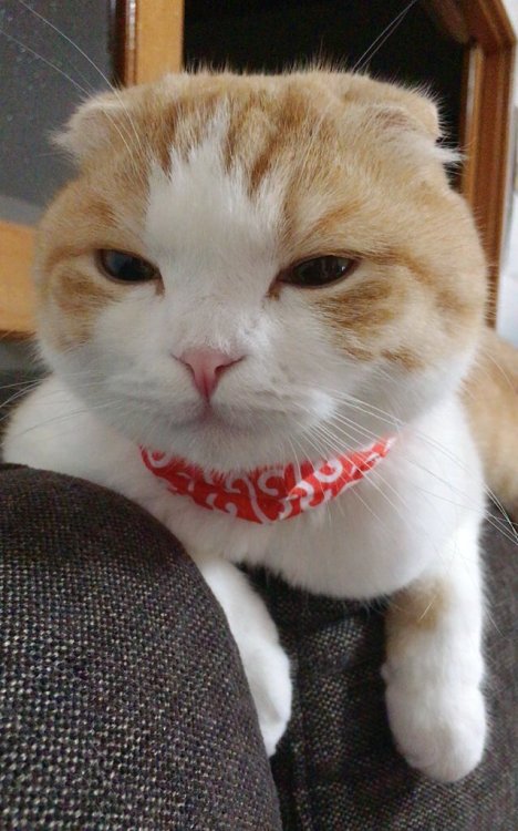 tokkeki:  うなぎ(うなちゃん)‏