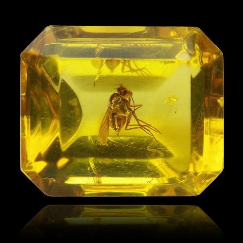 Faceted Baltic Amber with Bug - Lithuania